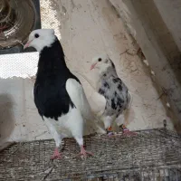 تعدادی کبوتر رنگی  طوقی.شازده .سرور ..