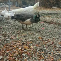 موولدتست شده