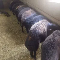 گوسفند جوانو پیر