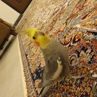 فرش ۱۲متر|فرش|گرگان, |دیوار