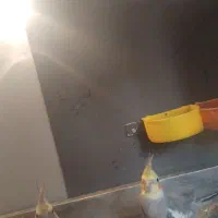 عروس  هلندی. ماده  گل باقی