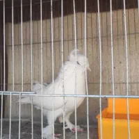 جفت کبوتر راعبی|پرنده|اصفهان, مسجد مصلی|دیوار