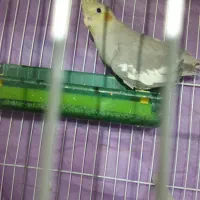 عروس هلندی