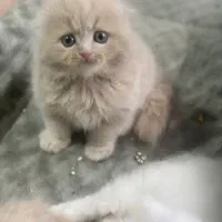 توله اسکاتیش دبل فولد مو کوتاه و موبلند