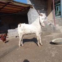 بز  نر|حیوانات مزرعه|کرمانشاه, |دیوار