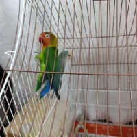 یه جفت طوطی برزیلی باقفس