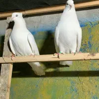 تعیدی و ایرانی ساعت بالا