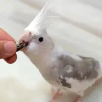 گمشده عروس هلندی