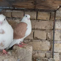 باسلام کبوتر زینتی