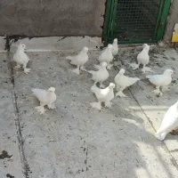 یاهو رواعب راعبی سفید