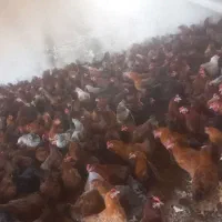 مرغ 7ماهه گلپایگان