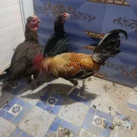 مرغ و خروس محلی