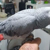 کاسکو سخنگو دم قرمز