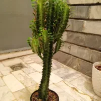 گلدان طبیعی