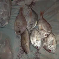 ماهی تازه تازه کوخو  و مخلوط