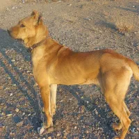 حیوانات|سگ|کرج, کمال‌شهر|دیوار