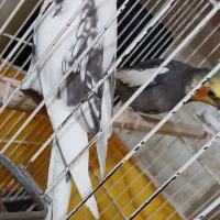 یک جفت عروس هلندی(نر و ماده)