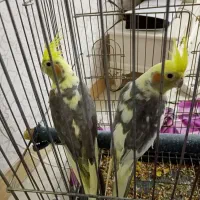 عروس هلندی جفت|پرنده|کرمانشاه, |دیوار