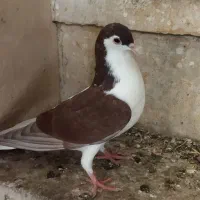 کبوتر راست سرخ