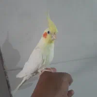 عروس نر فول آشتی