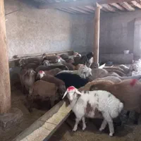 گوسفند زنده پرواری (بومهن)|حیوانات مزرعه|بومهن, |دیوار