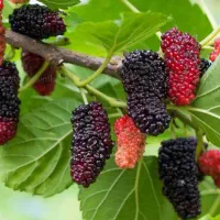 درخت میوه انار انگور توت انجیرنهال نهالستان|خدمات باغبانی و درختکاری|قم, تعویض پلاک|دیوار