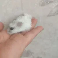 قیمت استثنایی همستر کمپل|موش و خرگوش|سهند, |دیوار