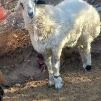 بره نر فروشی|حیوانات مزرعه|خوسف, |دیوار