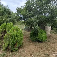 پنج-هکتار-زمین-گیلان
