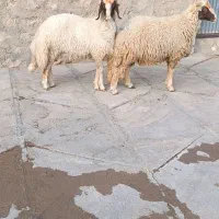 حیوانات مزرعه|حیوانات مزرعه|سرپل ذهاب, |دیوار