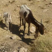 بز کهره دار|حیوانات مزرعه|شیراز, شاپورجان|دیوار