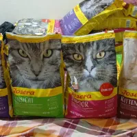 غذای گربه پت شاپ