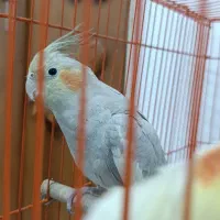 ۲عدد عروس هلندی|پرنده|رشت, فرزانه|دیوار