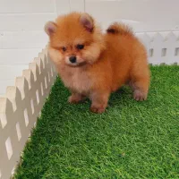 پامرانین پرتقالی