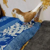 کفتر