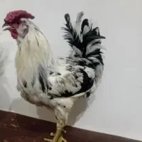 خروس لاری مرندی اصیل جوان