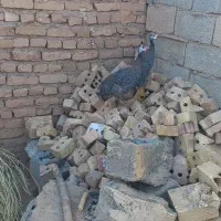مرغ|حیوانات مزرعه|تربت جام, پاسداران|دیوار