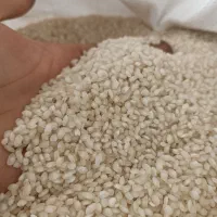 برنجه گرده