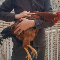 خروس بزرگ و جوان