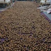 گردو خشک شده ملایر پرچرب پوست کاغذی