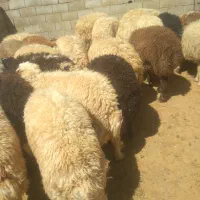بره|حیوانات مزرعه|الیگودرز, |دیوار