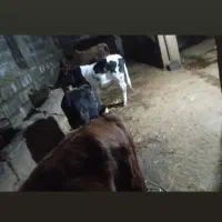 تعدادی گاو‌آبستن ،گوساله نر محلی