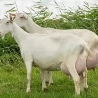 فروش بز های سانن نژاد های پر شیر