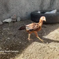 جوجه لاری