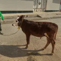 دو عدد گوساله جنس نر|حیوانات مزرعه|کوهدشت, |دیوار