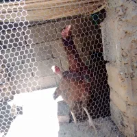 مرغ سوران|پرنده|سراوان, |دیوار