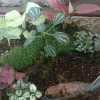 تراریوم بزرگ