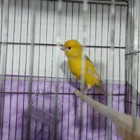 قناری|پرنده|فردیس, فردیس|دیوار