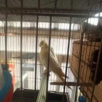 عروس هلندی و طوطی برزیلی|پرنده|شهریار, شهریار|دیوار