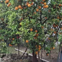 پرتقال والنسیا (تابستونه)